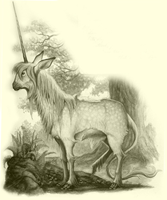 Images Of Unicorns. Shoes and belts of unicorn